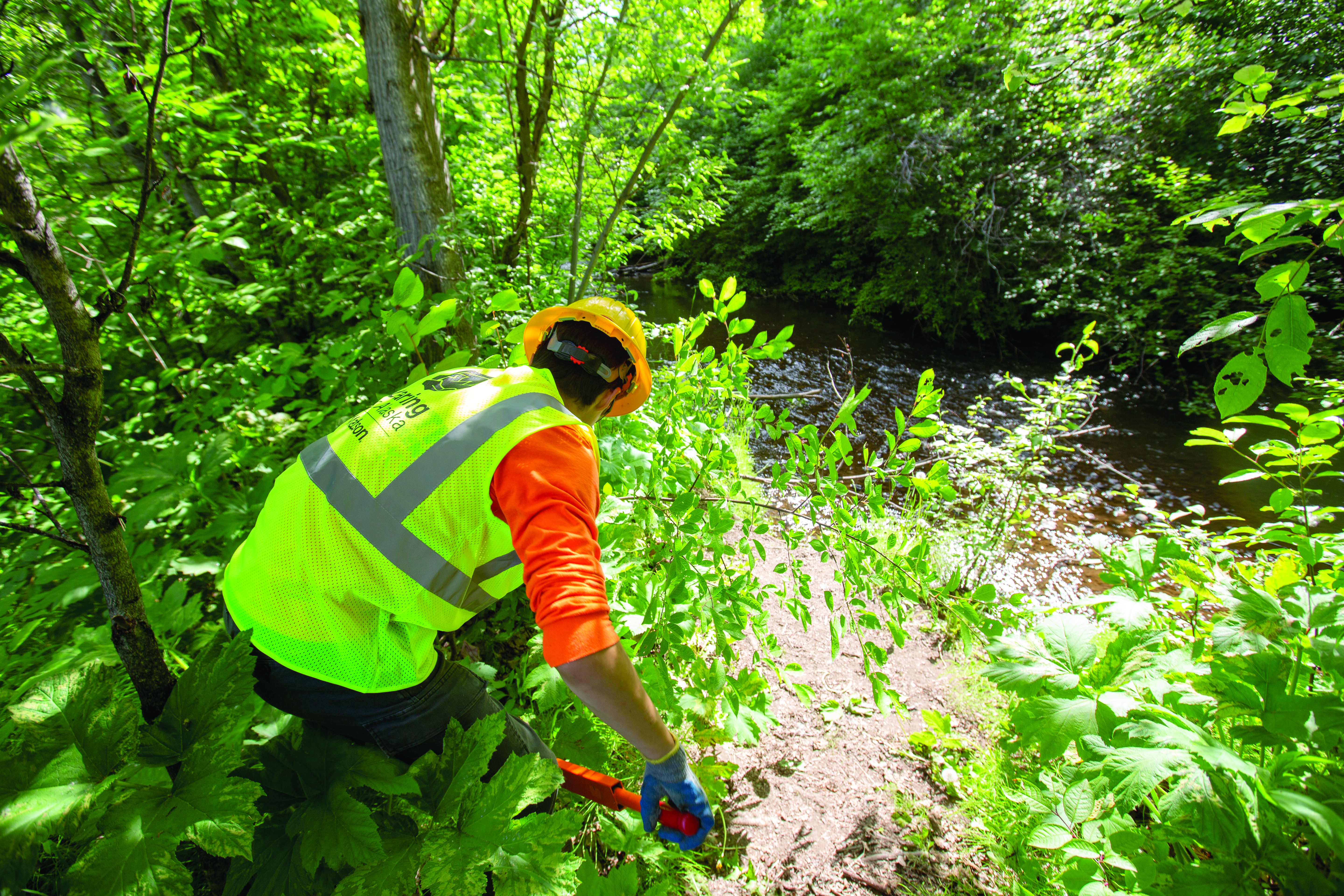 An Anchorage Park Foundation’s Youth Employment in Parks participant wears a yellow Caring for Alaska vest and trims an invasive species near a creek.