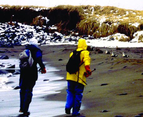 Two volunteers wearing hooded jackets walk on a cold beach towards beached birds.